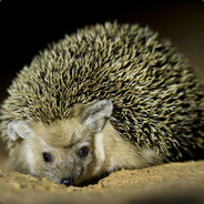 Hedgepig
