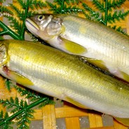 Salmon_kuitai