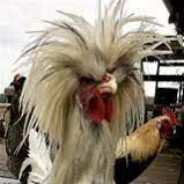 Мопка куров