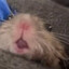 Ratty !