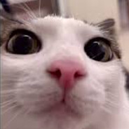 MeoW avatar