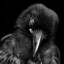Raven