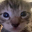 Kitten
