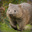 Wombat