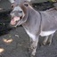 Juan the Burro