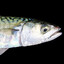 Kaktuskakan
