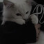 ✦ Lily ✦
