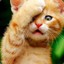 meow :3