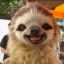 Happiest Sloth