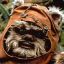 Ewok187