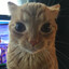Popcat.apk