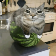 WatermelonCatskins.army