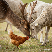 鸡把鹿的羊喂了
