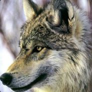 游戏全靠喊输赢全靠躺