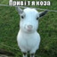 пихалыч