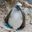 Faded Blue Footed Booby