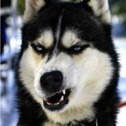 总有刁民想害朕