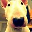 BullTErrier