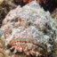 Lendário peixe pedra
