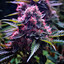 Azeitona de THC