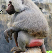 满山猴子我腚最红