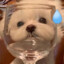 pvqqq