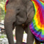 Homosexual Elephant