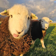 五星好评增送小游戏