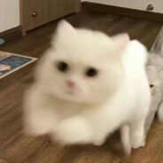 小刘今天干饭了吗