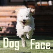 TLD | DogFace - steam id 76561197965758100
