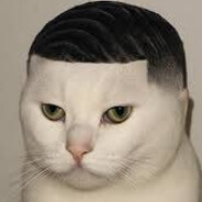 go cat