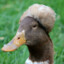 Dapperduck