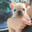 Pibble