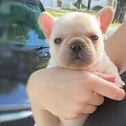 Pibble