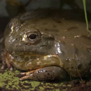 small green frog