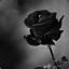 Black Rose  [☣]