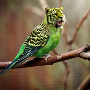 a'bex - steam id 76561198056770957