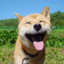 Shibaaaaaaaaaaaa