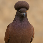Dagestan Golumb Steam avatar