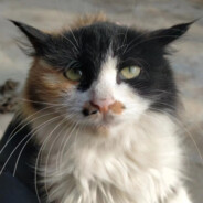 Audentes fortuna iuvat