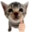 thumbs up cat