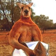 对唔嗨住我乱叼河马