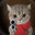 Gato
