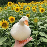 Seagull Lung