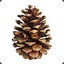 PineCone