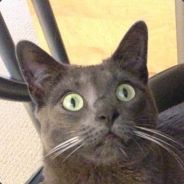 -D- - steam id 76561197971099048