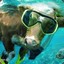 A Snorkling Cow