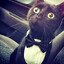MIXA_GUCHI_SIGMA's avatar