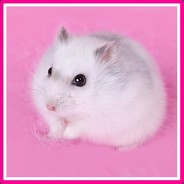 Hamster