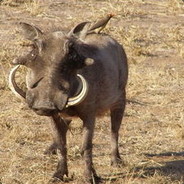 对面那五坨是什么东西